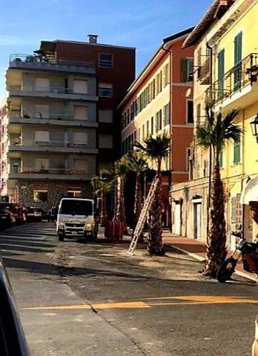 Ventimiglia: come annunciato dall'Amministrazione, prosegue in città la piantumazione alberi da alto fusto