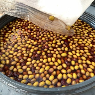 Dolceacqua, incoraggianti i risultati del progetto sulla trasformazione degli standard dell'oliva taggiasca (foto)