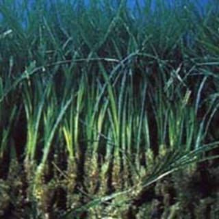 Ventimgilia, regolamento per la tutela marina di Capo Mortola: ecco le regole per accesso, ormeggi e pesca Ventimgilia, regolamento per la tutela marina di Capo Mortola: ecco le regole per accesso, ormeggi e pesca