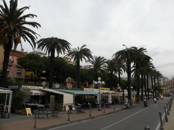 Le palme del porto infestate dall'insetto