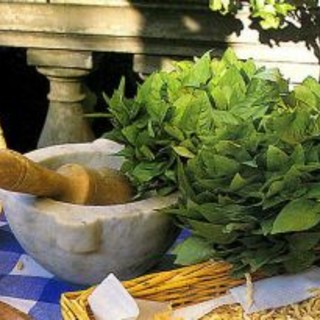 Vallecrosia, torna la Festa del Basilico: scatta il divieto di sosta in Largo Lamberti Vallecrosia, torna la Festa del Basilico: scatta il divieto di sosta in Largo Lamberti