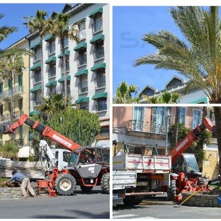 Bordighera: piantate due nuove palme nell'aiuola di piazza Eroi della Libertà, la città torna ad avere il suo simbolo davanti alla Stazione FS (Foto e Video) Bordighera: piantate due nuove palme nell'aiuola di piazza Eroi della Libertà, la città torna ad avere il suo simbolo davanti alla Stazione FS (Foto e Video)