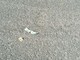 Bordighera: preservativi usati gettati nel parcheggio di fianco alla stazione ferroviaria (Foto)