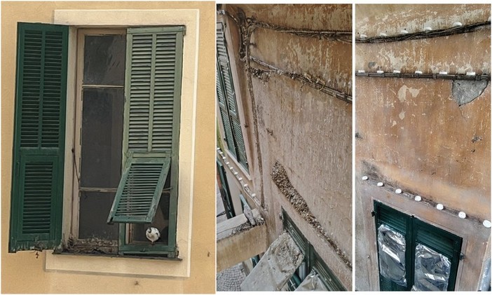 Camporosso, troppi piccioni nel centro storico: intervento sperimentale in via della Chiesa (Foto) Camporosso, troppi piccioni nel centro storico: intervento sperimentale in via della Chiesa (Foto)
