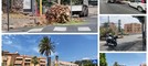 Bordighera, forte vento: palma si spezza e cade sulla strada (Foto)
