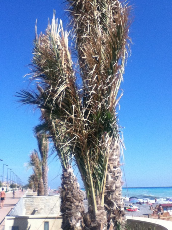 Bordighera: palme legate sulla passeggiata, una lettrice "Non è solo questo a non giovare!" Bordighera: palme legate sulla passeggiata, una lettrice "Non è solo questo a non giovare!"
