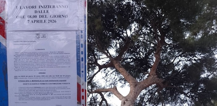 Sanremo, esposto alla Procura Europea sui lavori ai Giardini Regina Elena: “Abbattimento di un pino senza perizia e in area vincolata”