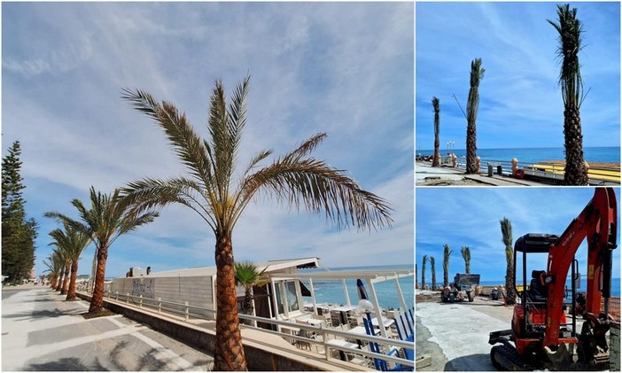 Spuntano nuove palme sul lungomare di Bordighera, Ingenito: "Il cantiere verrà interrotto durante la stagione balneare" (Foto)