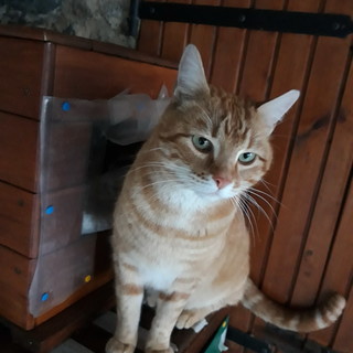 Sanremo: il gatto Paperino aspetta di essere adottato