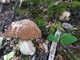 Sanremo: lettore va a caccia di funghi nel bosco e si trova davanti un porcino cresciuto al contrario