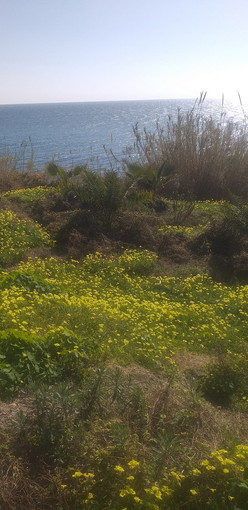 Sanremo: piante non curate a La Vesca sulla ciclabile, la segnalazione con foto di un lettore