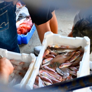 Giornata del mare, Coldiretti: "La crisi della pesca artigianale e la forza della resilienza ligure"
