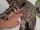 Arma di Taggia: la gattina Polpetta è in cerca di una nuova casa