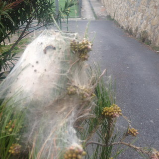 Ventimiglia: processionaria, dopo gli episodi di Bordighera l’Amministrazione avvia un monitoraggio periodico del territorio Ventimiglia: processionaria, dopo gli episodi di Bordighera l’Amministrazione avvia un monitoraggio periodico del territorio