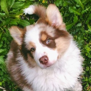Imperia: un cagnolino 'imperiese' è il nuovo testimonial Amazon. Ecco Pavel, vincitore del concorso "Amazon Pet Star"