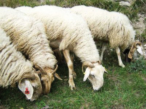 Domenica 21 ottobre, escursione a La Brigue per la 'Festa della pecora brigasca' Domenica 21 ottobre, escursione a La Brigue per la 'Festa della pecora brigasca'