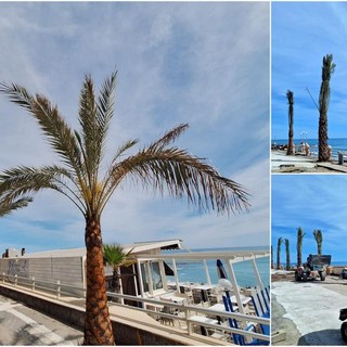 Spuntano nuove palme sul lungomare di Bordighera, Ingenito: "Il cantiere verrà interrotto durante la stagione balneare" (Foto)