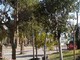 Ventimiglia: ripiantumazione degli alberi in via Gerolamo Rossi, approvato il progetto esecutivo per circa 30 mila euro di spesa