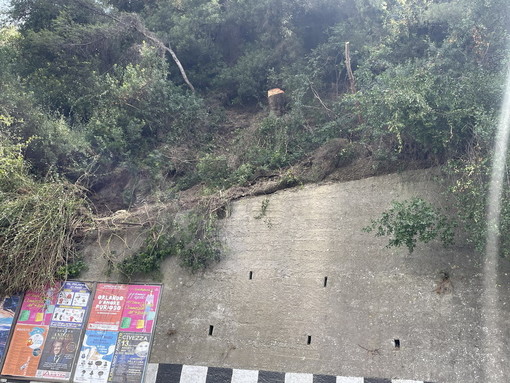 Ospedaletti, ok alla pulizia e all'abbattimento di 10 pini sulla scarpata di corso Marconi: lavori da 25mila euro Ospedaletti, ok alla pulizia e all'abbattimento di 10 pini sulla scarpata di corso Marconi: lavori da 25mila euro