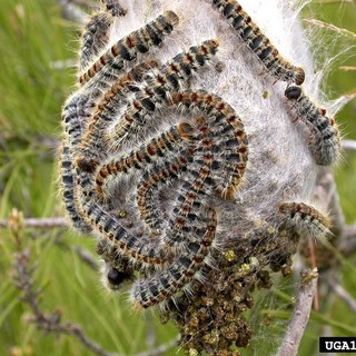 Larve di processionaria dei pini, l'Accademia Kronos ne segnala la pericolosità