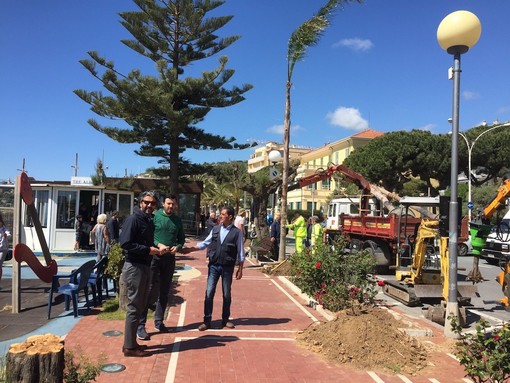 Sul lungomare di Arma di Taggia arrivano le palme da cocco, intervista al sindaco Mario Conio (Video servizio)