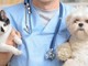Diano Marina, il Comune a tutela degli animali feriti: rinnovata la convezione per il pronto soccorso h24