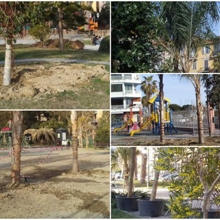 Ventimiglia: prosegue la piantumazione degli alberi ai Giardini T.Reggio, Campagna “Un luogo che stiamo riqualificando e su cui abbiamo investito molto” (Foto)