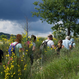 Successo per l'undicesima edizione della 'Passeggiata tra gli ulivi e le ginestre' (foto) Successo per l'undicesima edizione della 'Passeggiata tra gli ulivi e le ginestre' (foto)