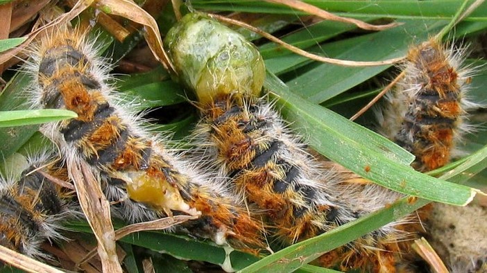Imperia: problema 'Processionaria', nuovo intervento di Domenico Filippone