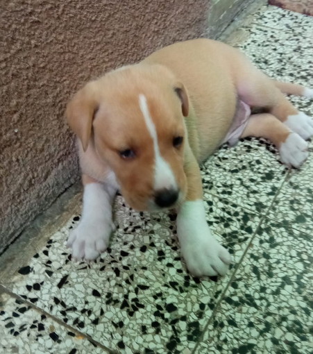 Sanremo: il bellissimo cucciolo Poldo cerca una nuova famiglia Sanremo: il bellissimo cucciolo Poldo cerca una nuova famiglia