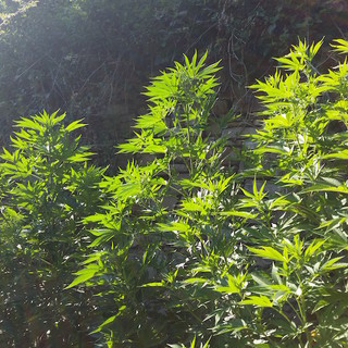 Sanremo: due 27enni arrestati per possesso di piantine di Marijuana, oggi rimessi in libertà Sanremo: due 27enni arrestati per possesso di piantine di Marijuana, oggi rimessi in libertà