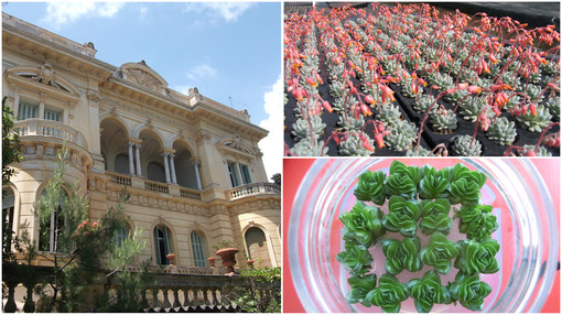 Sanremo. giovedì la presentazione del progetto 'Insuli' a supporto del settore delle 'piante grasse' Sanremo. giovedì la presentazione del progetto 'Insuli' a supporto del settore delle 'piante grasse'