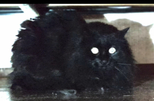Il gatto Poroccolo ha perso la sua mamma umana, ora cerca una famiglia che lo accolga Il gatto Poroccolo ha perso la sua mamma umana, ora cerca una famiglia che lo accolga