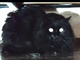 Il gatto Poroccolo ha perso la sua mamma umana, ora cerca una famiglia che lo accolga