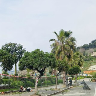 Ventimiglia, patrimonio arboreo: al via la potatura sulla passeggiata (Foto)