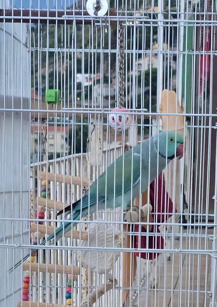 Smarrimento di un parrocchetto dal collare a Vallecrosia-Camporosso