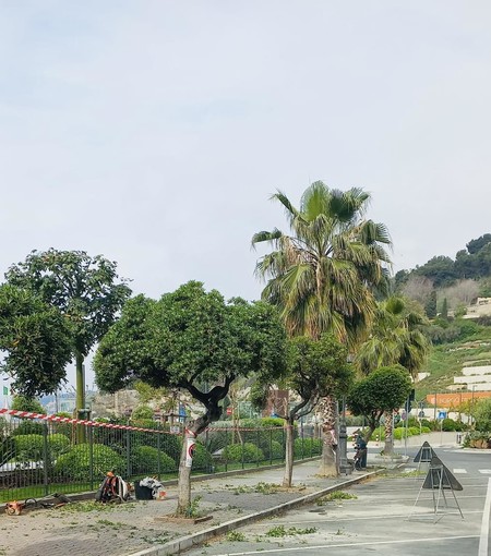 Ventimiglia, patrimonio arboreo: al via la potatura sulla passeggiata (Foto) Ventimiglia, patrimonio arboreo: al via la potatura sulla passeggiata (Foto)
