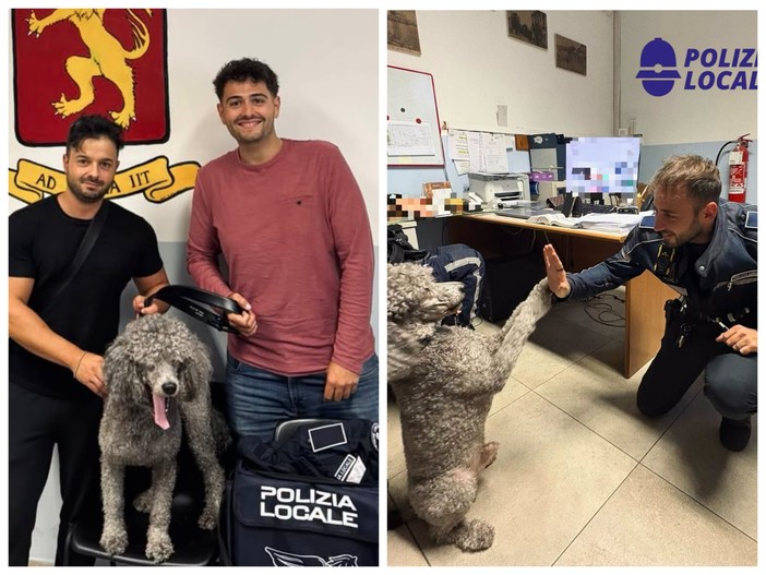 Ventimiglia, vagava tra le auto rischiando di essere investito: la polizia locale salva un cane (Foto)