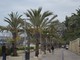 Arma di Taggia: allarme punteruolo rosso, non più palme per il secondo tratto della passeggiata mare, l'Amministrazione valuta le alternative Arma di Taggia: allarme punteruolo rosso, non più palme per il secondo tratto della passeggiata mare, l'Amministrazione valuta le alternative