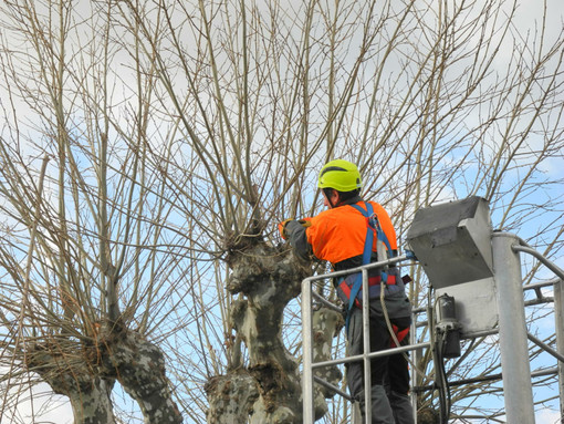 Camporosso: potatura di alberi di alto fusto, inizierà domani l'intervento su 80 piante del territorio comunale