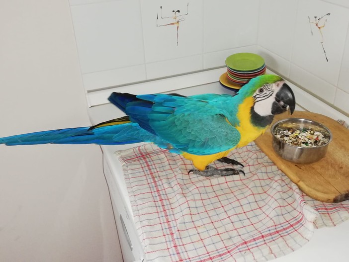 Bordighera: un pappagallo ara giallo blu è scappato da Montecurto