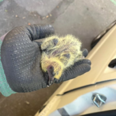 Bordighera, pulli imprigionati da rete anti piccioni: salvati da Ambulanze Veterinarie Odv (Foto)