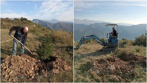 Ventimiglia, a Monte Pozzo iniziata la piantumazione di 30 abeti utilizzati nel periodo natalizio (Foto)