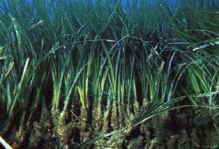 Chiazze sul mare lungo il litorale e Posidonia, alcune precisazioni della biologa Gavagnin Chiazze sul mare lungo il litorale e Posidonia, alcune precisazioni della biologa Gavagnin