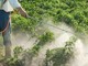 Salute: allarme pesticidi, utilizzo indiscriminato anche nella nostra provincia