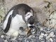 Per la prima volta all’Acquario di Genova è nato un pulcino di pinguino Papua
