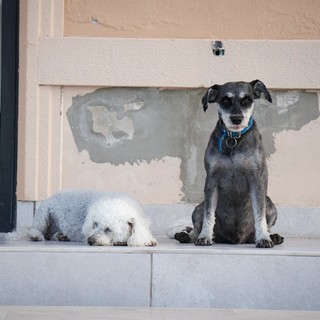 La Battaglia contro Pulci e Zecche: Consigli utili per proteggere i tuoi animali domestici La Battaglia contro Pulci e Zecche: Consigli utili per proteggere i tuoi animali domestici
