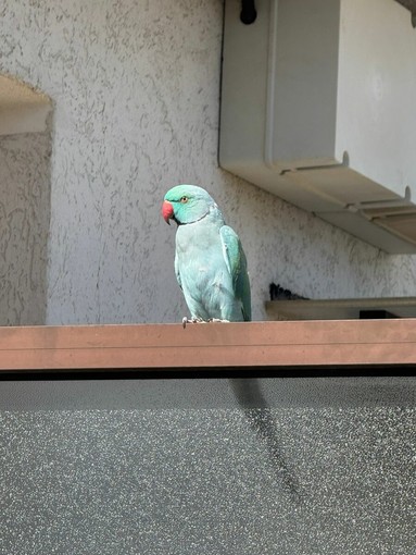 Camporosso, l'appello di Muhammad per il pappagallo smarrito: "Aiutatemi a trovarlo!"