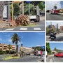 Bordighera, forte vento: palma si spezza e cade sulla strada (Foto)