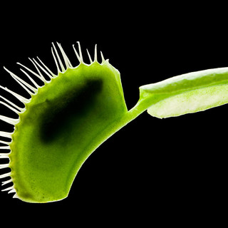 Petsfestival 2022 Loves Plant Petsfestival 2022 Loves Plant